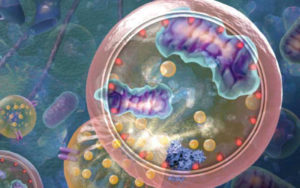 What Is Autophagy? When Does Autophagy Start? | Fastingplanet